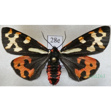 Parasemia plantaginis (Linnaeus, 1758) female Niedźwiedziówka babkówka, misiówka czwórka Poland28e